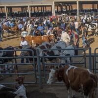 24 ildeki hayvan pazarları yeniden açıldı