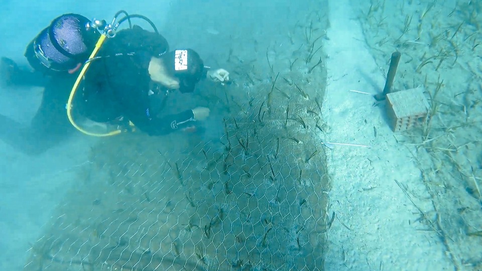 Göcek'te 2000 yaşında deniz çayırı keşfedildi