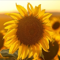 Ayçiçek yağı ithalatına vergi indirimi