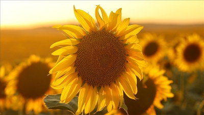 Ayçiçek yağı ithalatına vergi indirimi