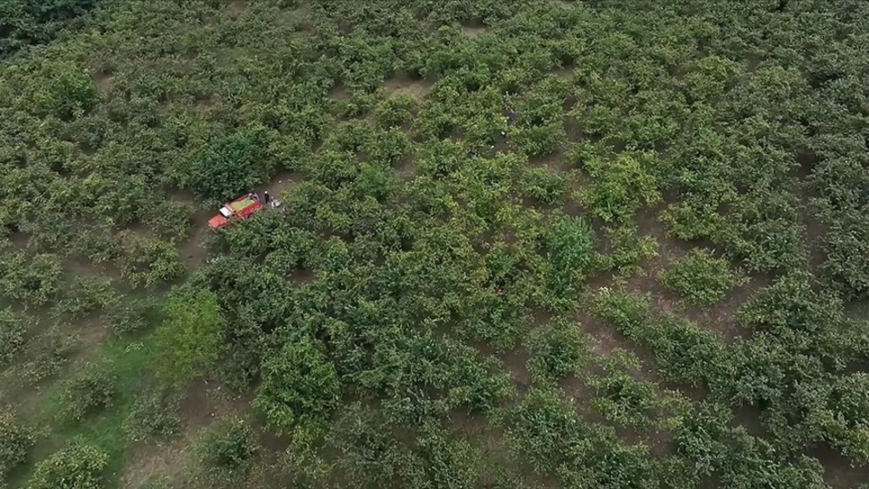 Hasat döneminde çocuklarda nefes borusuna fındık kaçma riski artıyor