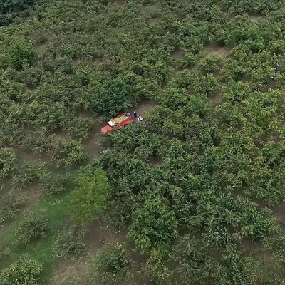 Hasat döneminde çocuklarda nefes borusuna fındık kaçma riski artıyor
