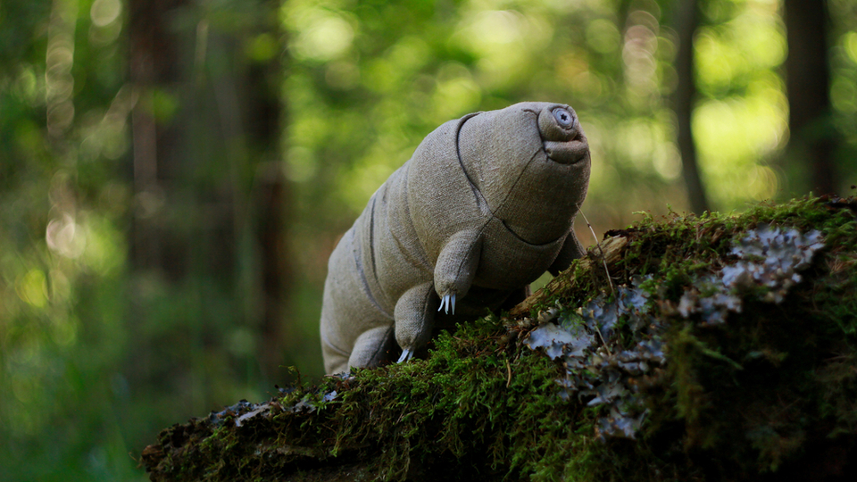 Uzayda bile yaşayabilen canlı