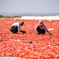 Kuraklık domates üretimini vurdu