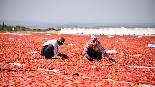 Kuraklık domates üretimini vurdu