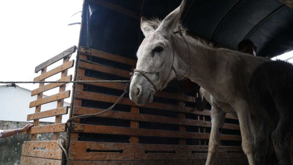 7 yaşındaki Meryem'i eşek öldürdü!