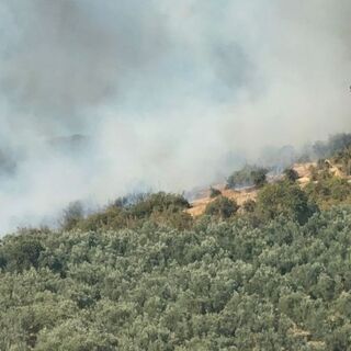 Bursa'da orman yangını
