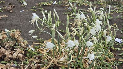 Sakın koparmayın! Cezası dudak uçuklattı