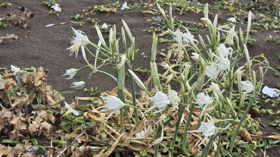 Sakın koparmayın! Cezası dudak uçuklattı