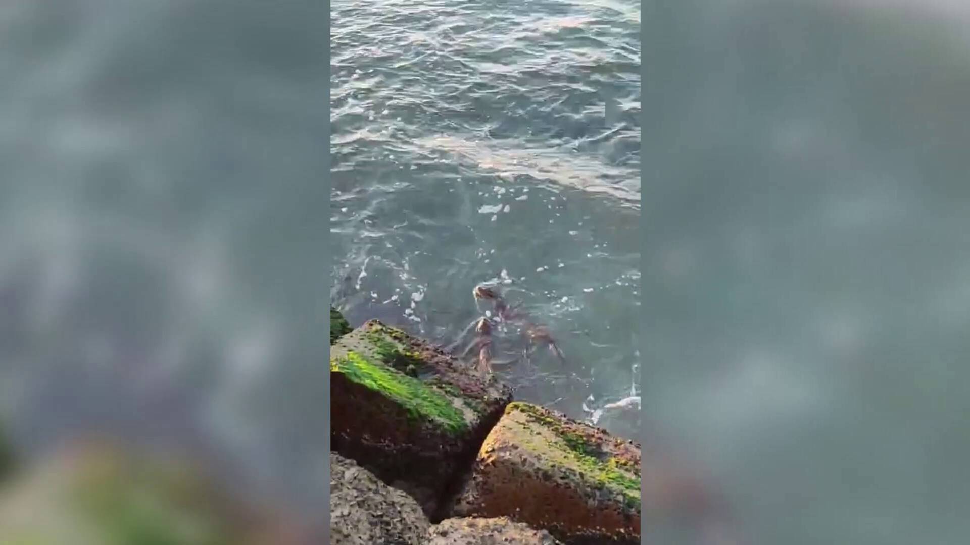 Marmara'nın Sularında Nesli Tükenmekte Olan Su Samuru Görüldü! İşte O İnanılmaz Görüntüler