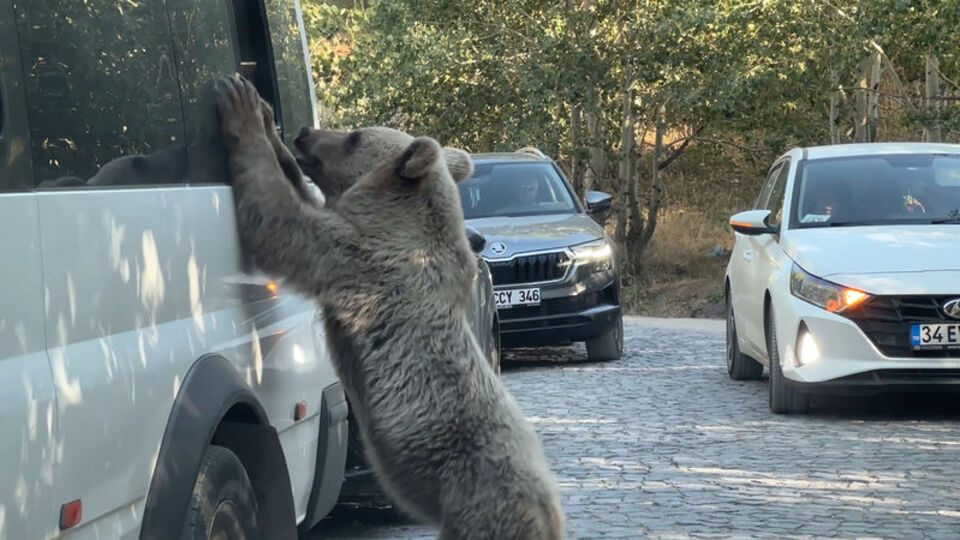 Bitlis'te ayı saldırısı! Valilikten açıklama geldi