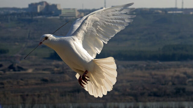 Barış sadece birazcık barış!