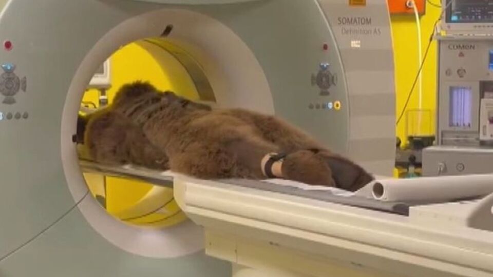 Soğuk meyveler nedeniyle üşütmüş! Ayı 'Okan'a MR çekildi