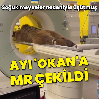 Soğuk meyveler nedeniyle üşütmüş! Ayı 'Okan'a MR çekildi
