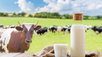 Rekabet Kurulu'ndan 39 süt şirketine soruşturma