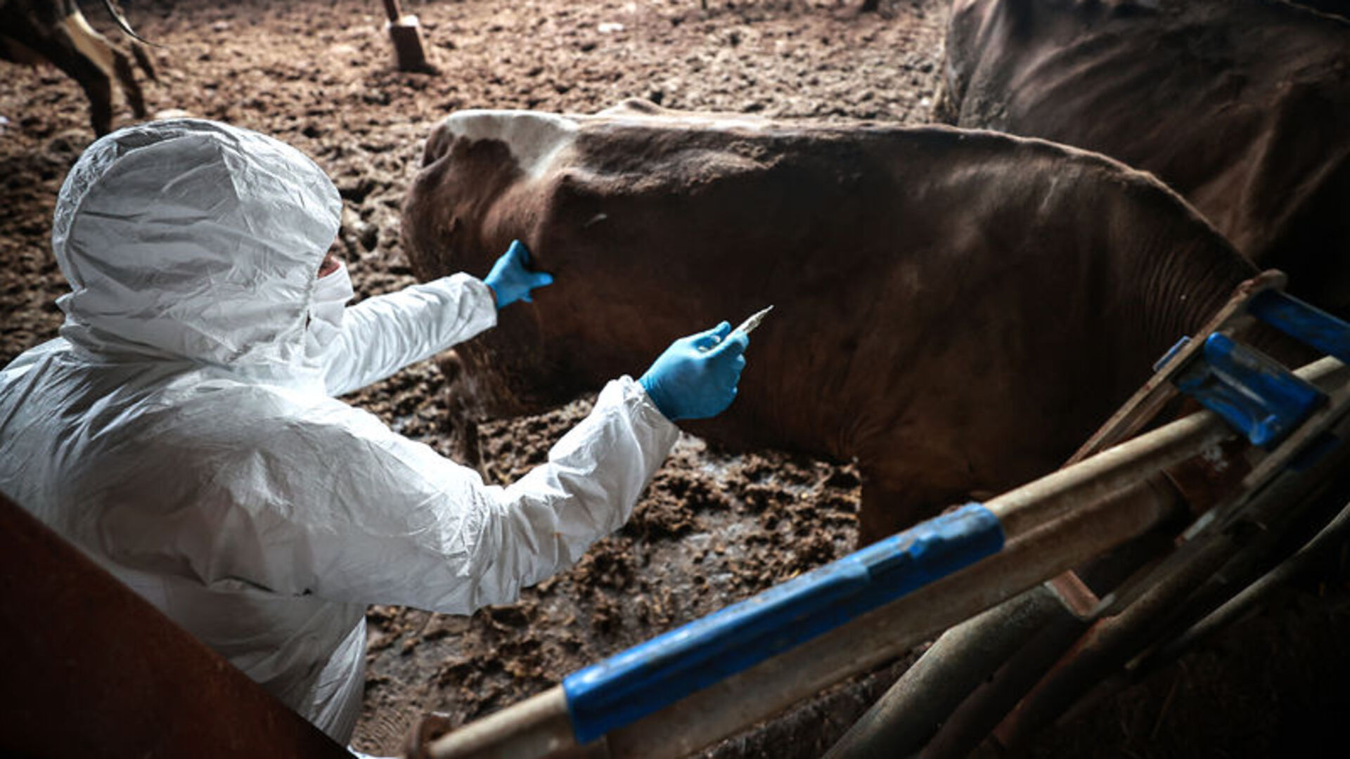 1965'ten bu yana ilk kez görüldü! | Son dakika haberleri