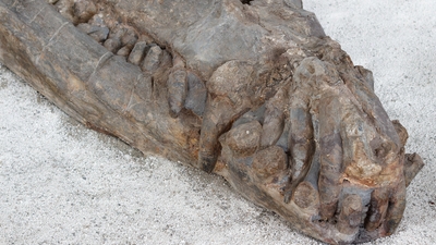 70 milyon yıllık fosilde şaşırtan keşif! Dinozorları kolayca alt edebilmiş