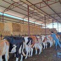 Kuyucak'ın 13 mahallesinde şap karantinası