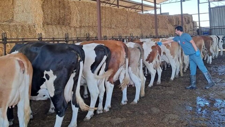 Kuyucak'ın 13 mahallesinde şap karantinası