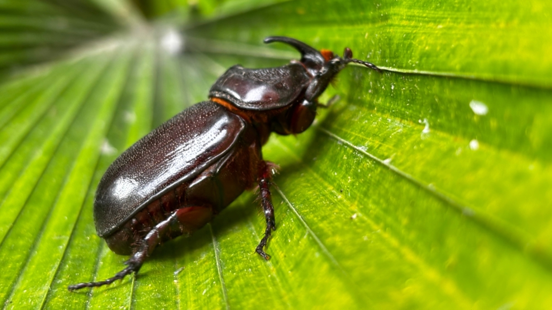 Masum görünümlü ama ölümcül: Dünyanın en tehlikeli böcekleri