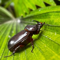 Dünyanın en tehlikeli böcekleri