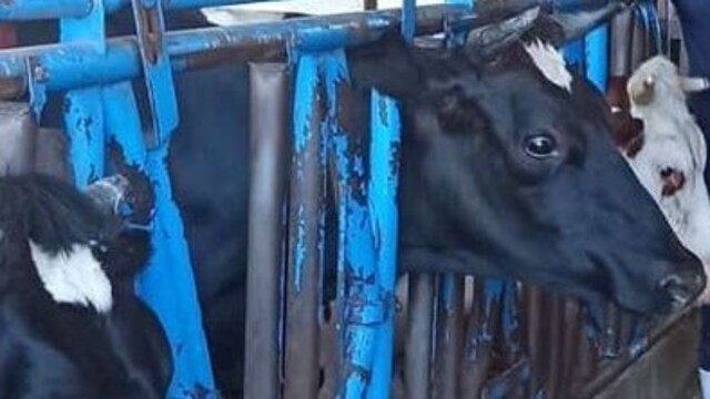 Kuyucak'ın ardından Nazilli'de karantina