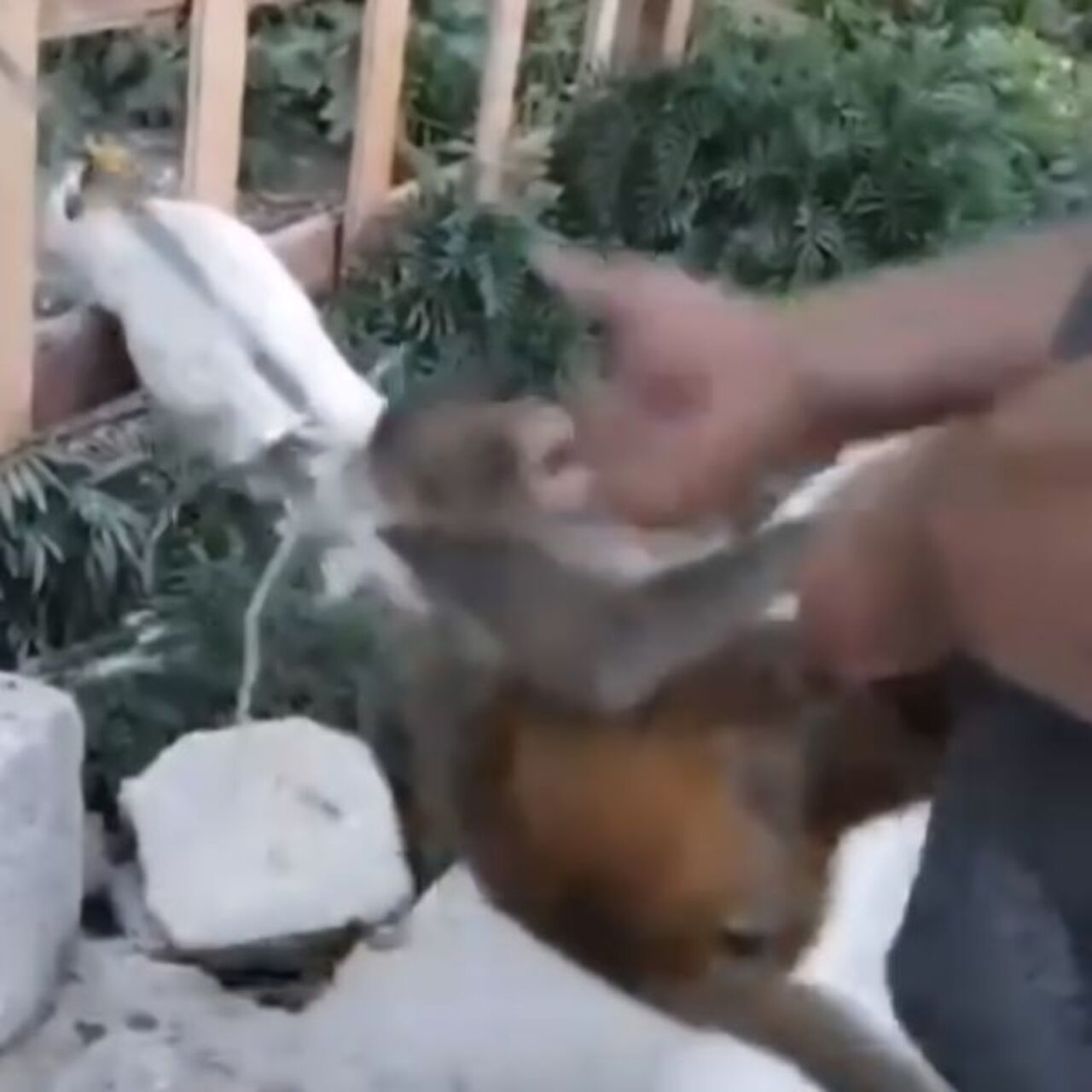 Şiddet uygulanan maymun kurtarıldı
