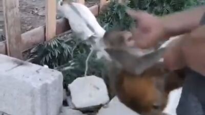 Şiddet uygulanan maymun kurtarıldı