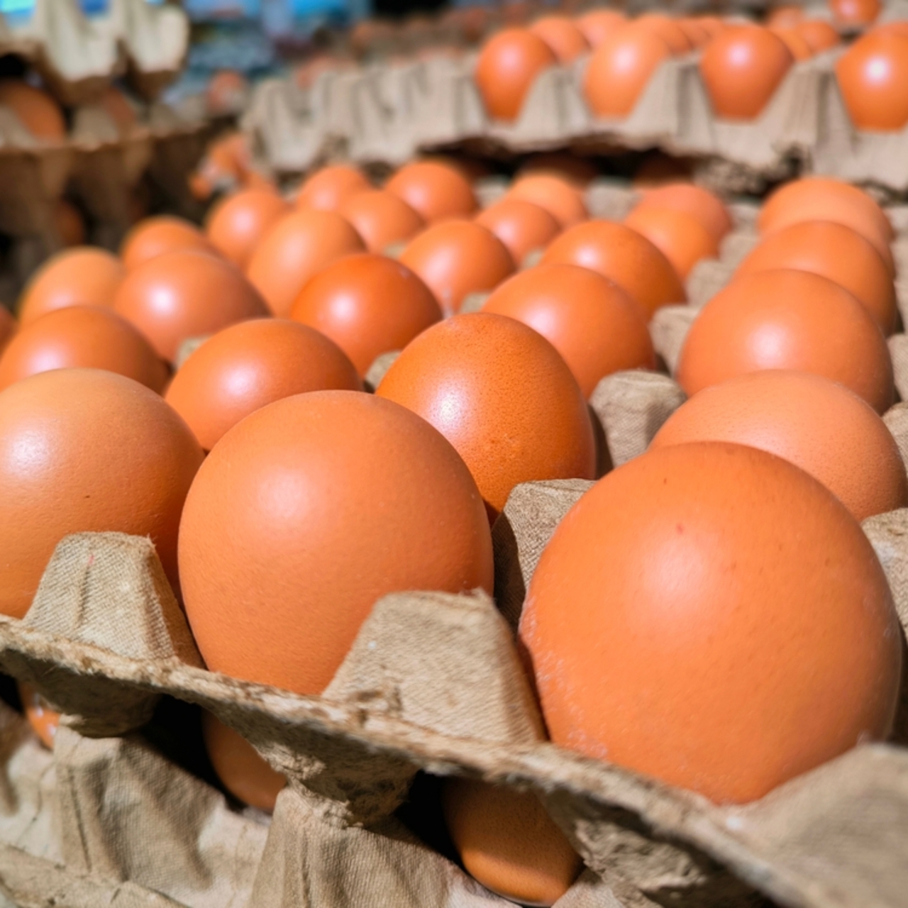 Türkiye'nin ABD'ye yumurta ihracatı yüzde 406 arttı