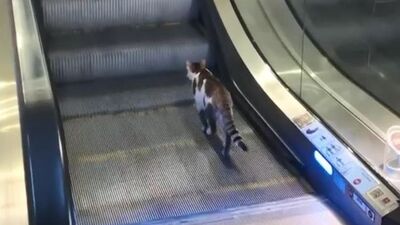 Kedinin yürüyen merdivenle imtihanı