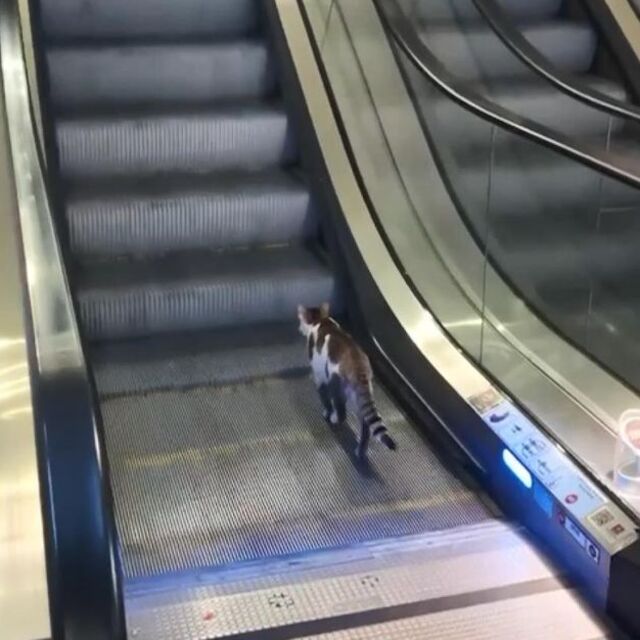 Kedinin yürüyen merdivenle imtihanı