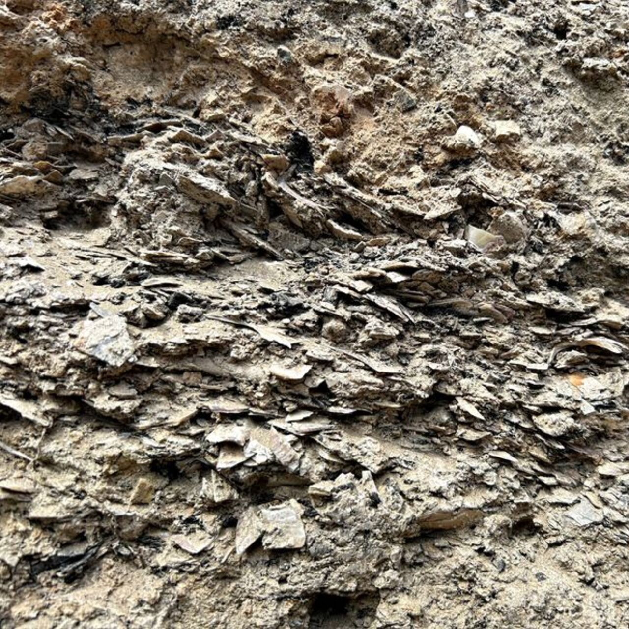 İkiztepe Höyüğü'nde midye kabuklu katmana ulaşıldı
