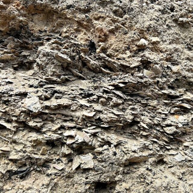 İkiztepe Höyüğü'nde midye kabuklu katmana ulaşıldı