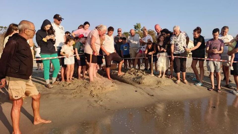 Aydın ve İzmir'de 469 yavru denizle buluştu