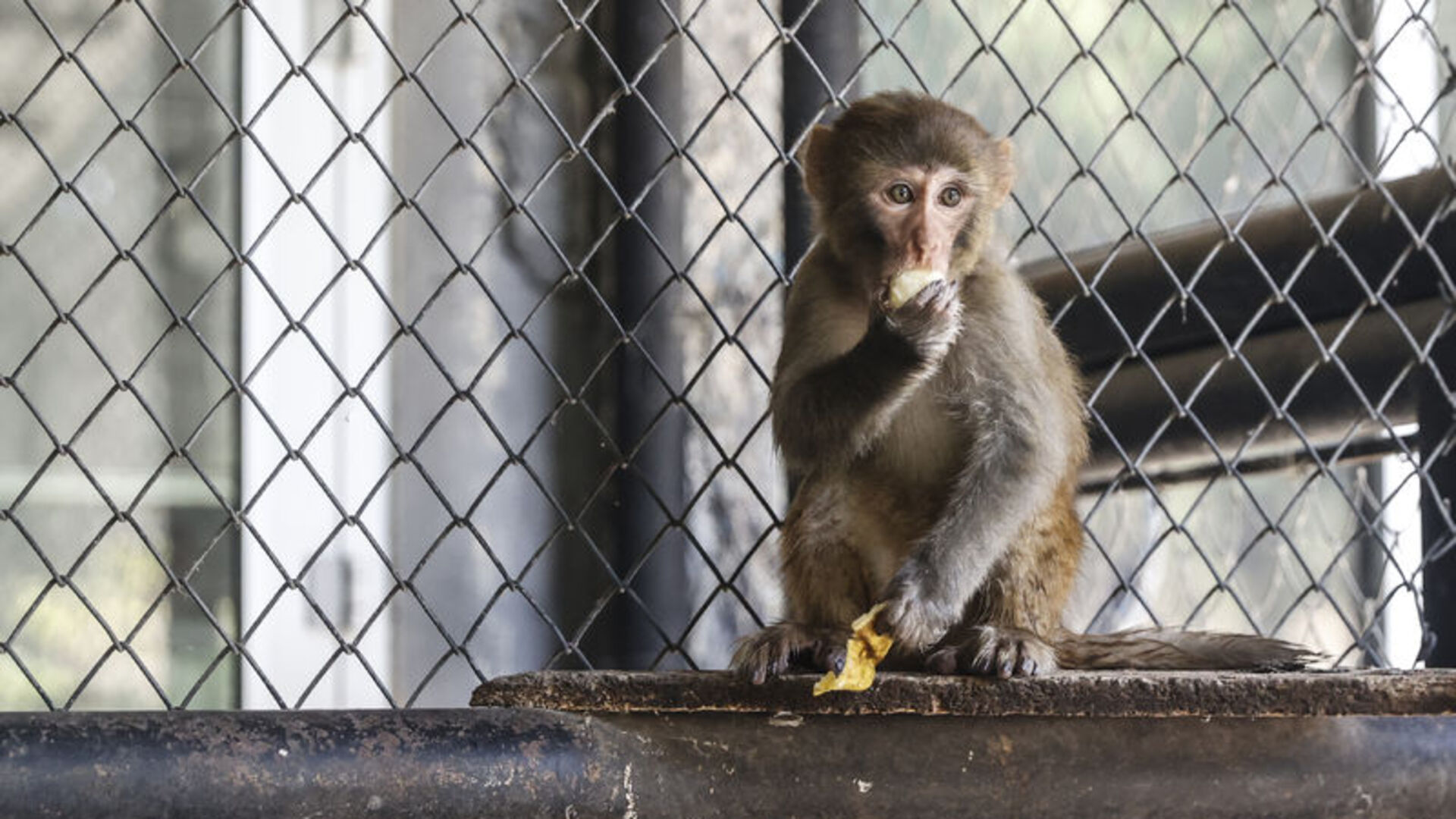 Kurtarılmıştı: Artık "güvenli ellerde" | Son dakika haberleri