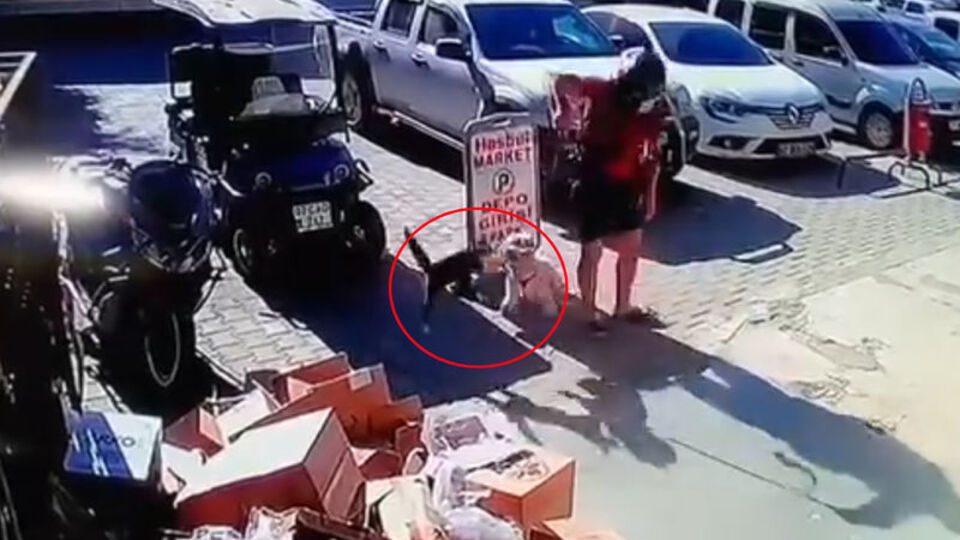 Köpeğine saldıran kediyi tekmeledi