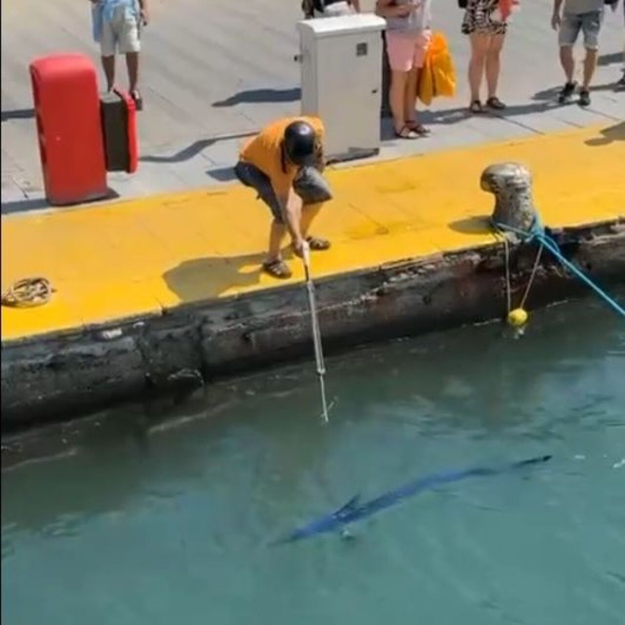 Nesli tehlikede olan balığa zıpkın!