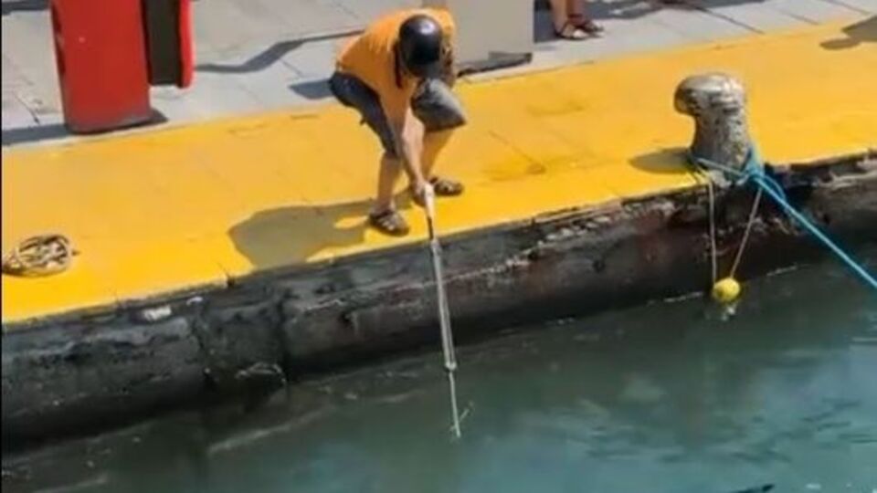 Nesli tehlikede olan balığa zıpkın!