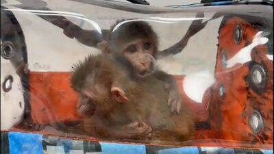 Habur Gümrük Kapısı'nda ele geçirildi