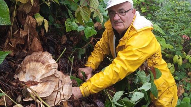 Kastamonu'da mantar sezonu başladı