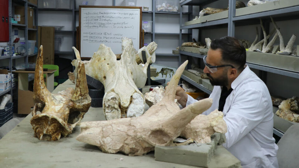 Kayseri'de bulundu! 7.7 milyon yıllık, 3 adet...