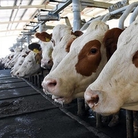 Toplanan inek sütü miktarı yüzde 3 arttı