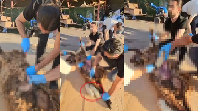 Ölü koyunun karnından uyuşturucu çıktı!