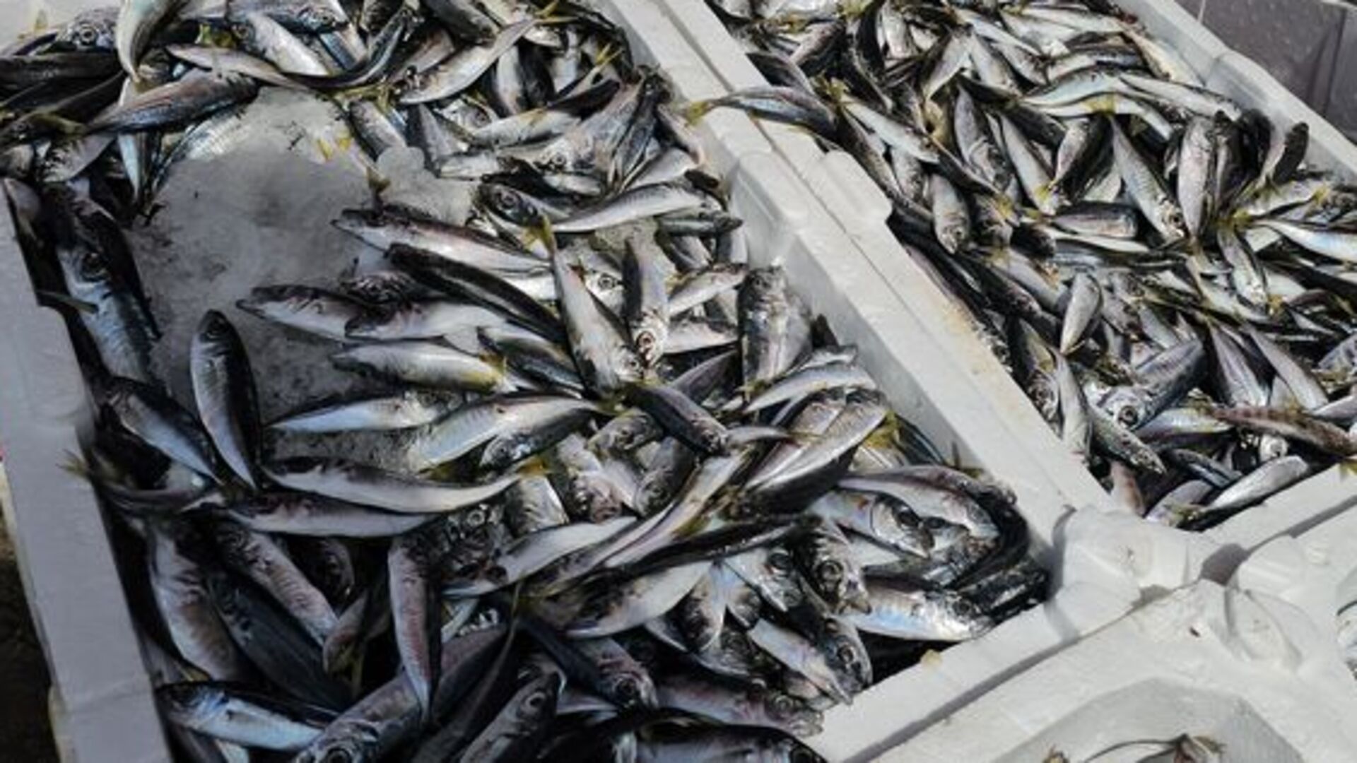 "Bu sene ucuzluk olmayacak gibi duruyor" | Son dakika haberleri