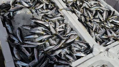 "Bu sene ucuzluk olmayacak gibi duruyor"