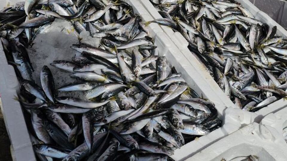 "Bu sene ucuzluk olmayacak gibi duruyor"