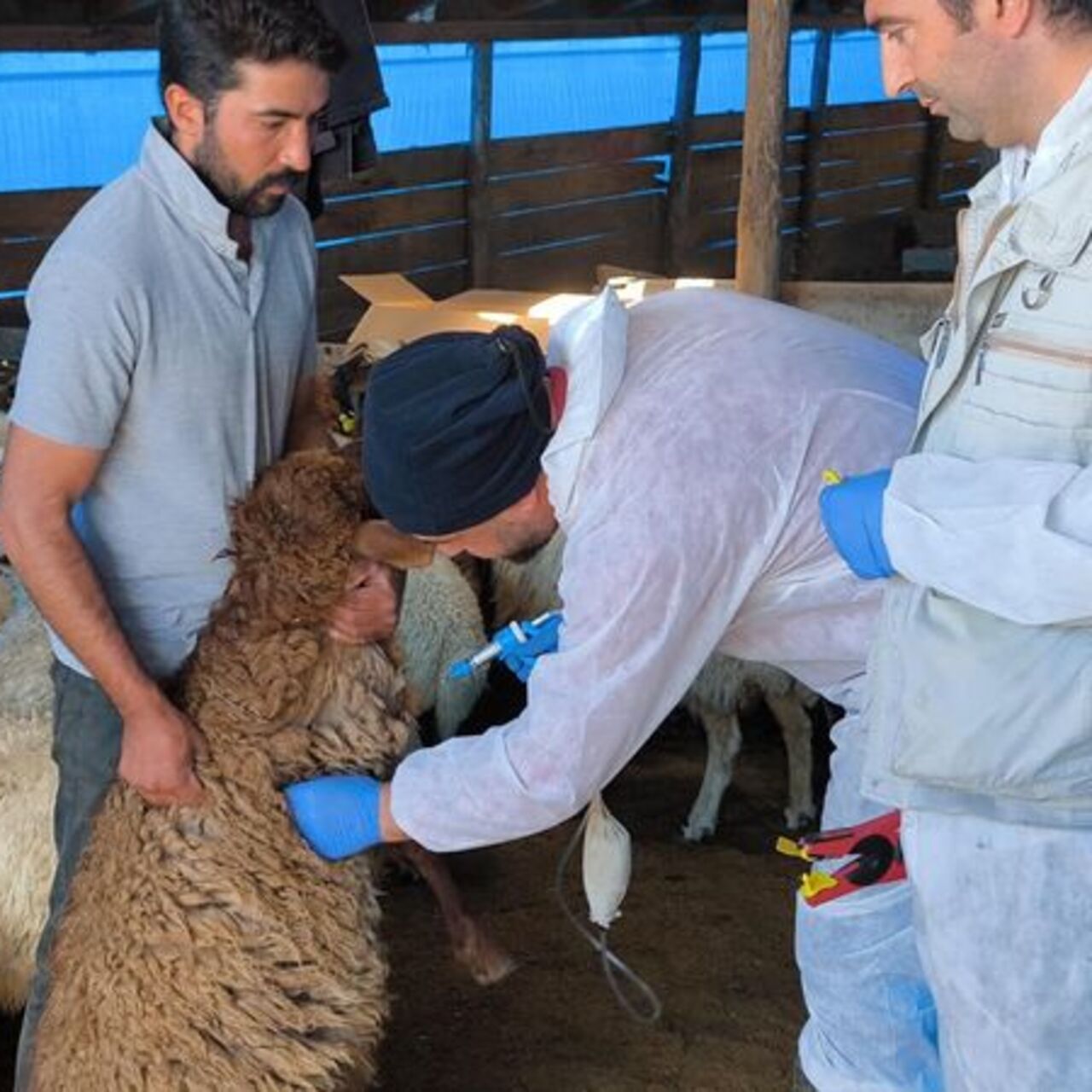 Kars'ta 1.5 milyon küçükbaş aşılanıyor
