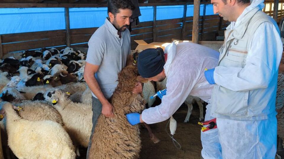 Kars'ta 1.5 milyon küçükbaş aşılanıyor