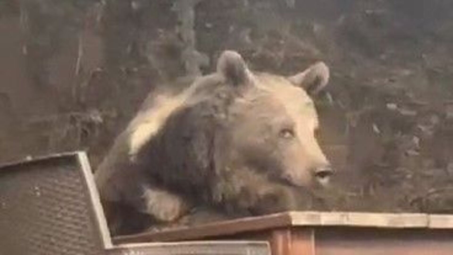 Kızılcahamam'da parka giren ayı masaya oturup adeta servis bekledi