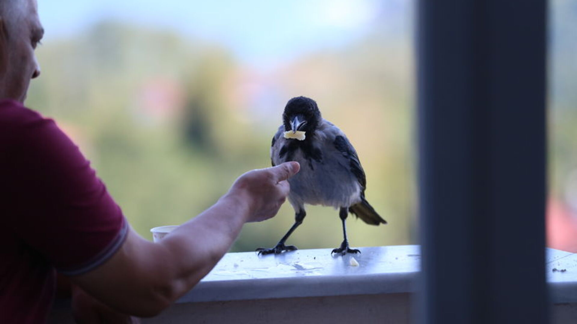 Fındık ikram ettiği kargayla dostluk kurdu
